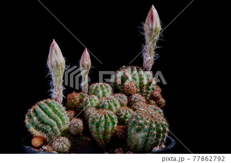 close up lobivia cactus blooming against dark background close up lobivia cactus blooming against dark background 77862792