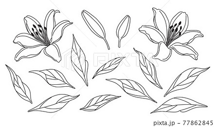 Lily Flowers and Leaves Sketch 77862845