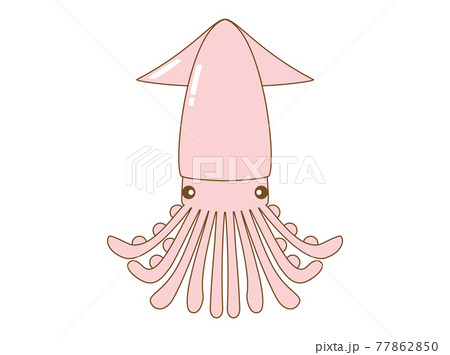 イカをイメージしたイラストのイラスト素材