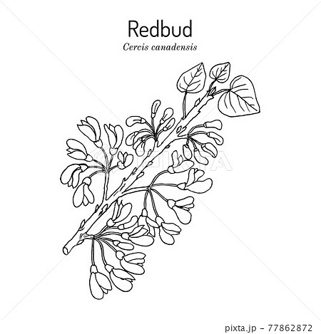 Eastern redbud Cercis canadensis , the official state tree of Oklahoma Eastern redbud Cercis canadensis , the official state tree of Oklahoma 77862872