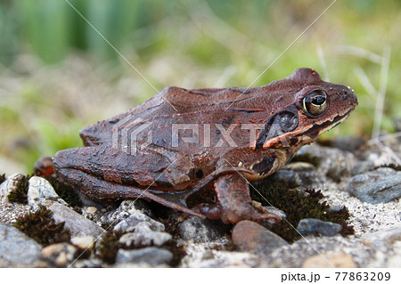 ニホンアカガエル 77863209