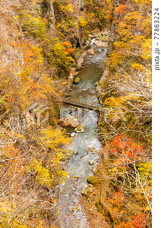 紅葉の渓流 77863224