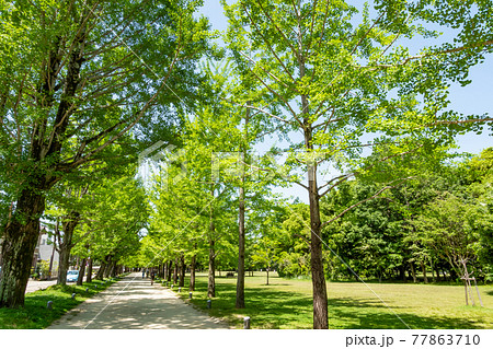 学びの森、緑あふれる公園〈岐阜県各務原市〉 77863710