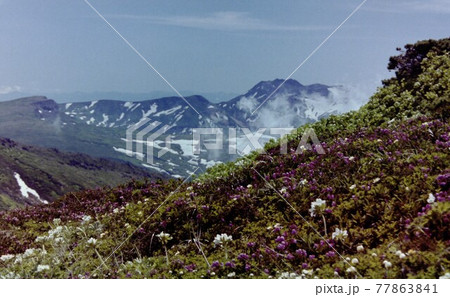 北海道大雪山系の残雪と高山植物が見れる風景 77863841