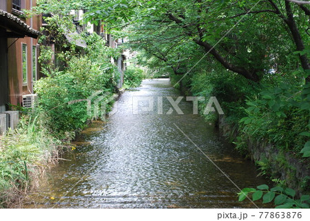 新緑の高瀬川 77863876