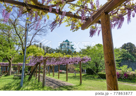 名城公園、金鯱のない名古屋城と満開の藤〈愛知県名古屋市〉 77863877