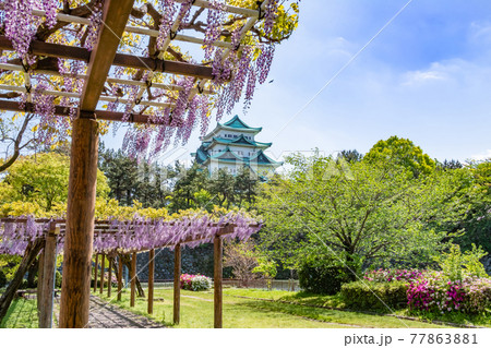 名城公園、金鯱のない名古屋城と満開の藤〈愛知県名古屋市〉 名城公園、金鯱のない名古屋城と満開の藤〈愛知県名古屋市〉 77863881