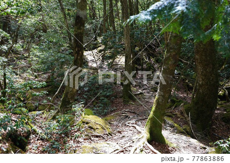 <山梨県>新緑の青木ヶ原樹海 <山梨県>新緑の青木ヶ原樹海 77863886