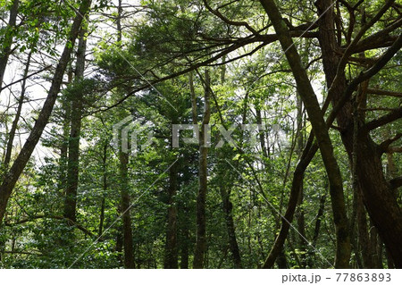 <山梨県>新緑の青木ヶ原樹海 <山梨県>新緑の青木ヶ原樹海 77863893