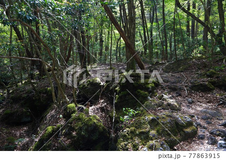＜山梨県＞新緑の青木ヶ原樹海 77863915