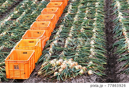 佐賀県杵島郡白石町タマネギの収穫 佐賀県杵島郡白石町タマネギの収穫 77863926