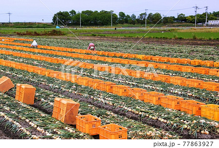 佐賀県杵島郡白石町タマネギの収穫 77863927