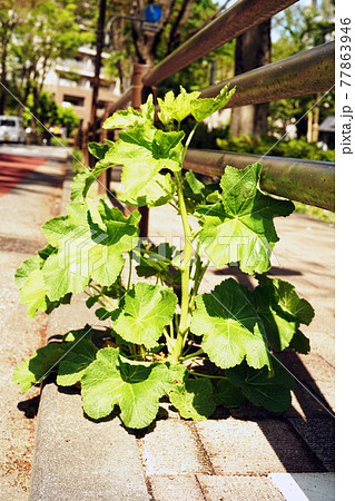 タチアオイ 77863946