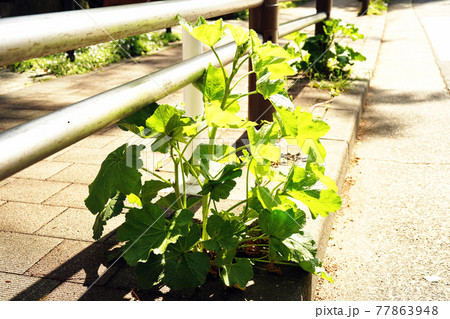 タチアオイ タチアオイ 77863948