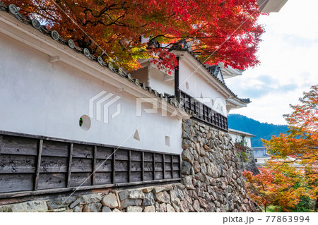紅葉の郡上八幡城〈岐阜県郡上市〉 紅葉の郡上八幡城〈岐阜県郡上市〉 77863994