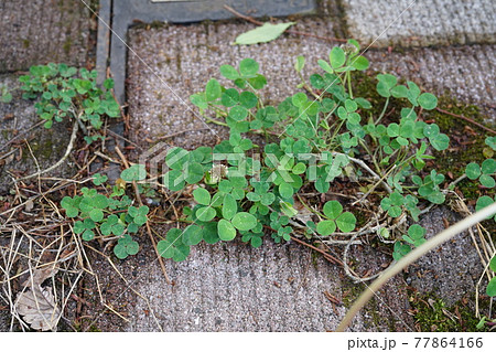 シロツメクサ 77864166