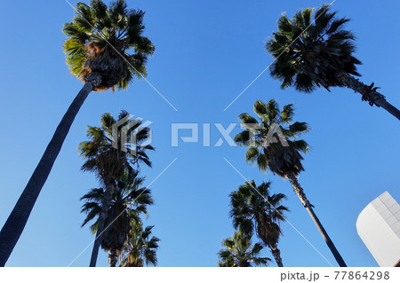 スタンフォード大学構内のヤシの木 77864298
