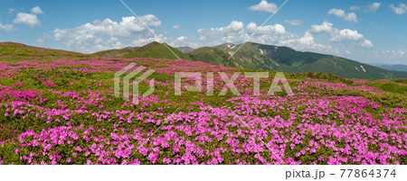 Blossoming slopes (rhododendron flowers) of Carpathian mountains. 77864374