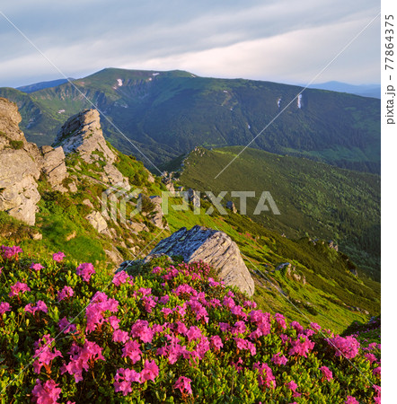 Pink rose rhododendron flowers on morning summer mountain slope. 77864375