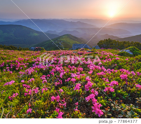 Rhododendron flowers on early morning summer misty mountain top 77864377