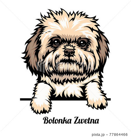 Bolonka Zwetna - dog breed. Color image of a dogs head isolated on a white background 77864466