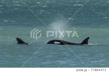 Orca Family, Patagonia Argentina Orca Family, Patagonia Argentina 77864472