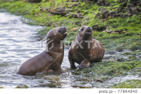 Sea Lion.Patagonia Argentina 77864840