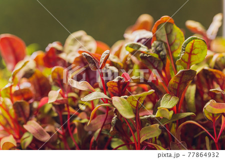 Red beetroot, fresh sprouts and young leaves front view . Vegetable, herb and microgreen. Also beet, table, garden or red beet. Macro photo with water drops. 77864932