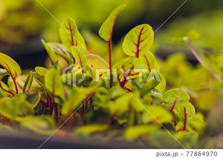 Red beetroot, fresh sprouts and young leaves front view . Vegetable, herb and microgreen. Also beet, table, garden or red beet. Macro photo with water drops. Red beetroot, fresh sprouts and young leaves front view . Vegetable, herb and microgreen. Also beet, table, garden or red beet. Macro photo with water drops. 77864970