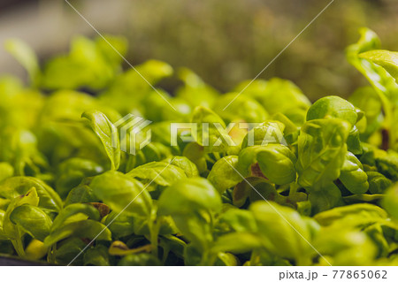 Sunflower microgreen sprouts closeup organic baby sunflower shoots. Sunflower microgreen sprouts closeup organic baby sunflower shoots. 77865062