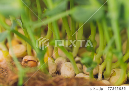 Fresh micro greens closeup. Growing sunflower sprouts for healthy salad. Eating right, stay young and modern restaurant cuisine concept. 77865086