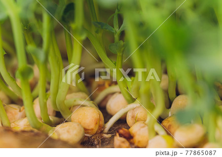 Fresh micro greens closeup. Growing sunflower sprouts for healthy salad. Eating right, stay young and modern restaurant cuisine concept. 77865087