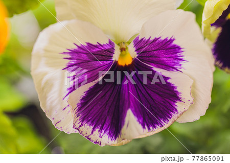 Viola edible microgreens, vegetarian raw healthy food. 77865091