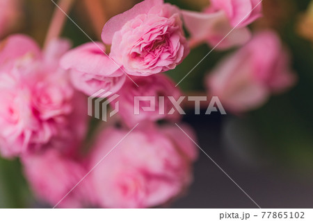 Edible flowers and microgreens begonia close-up macro. Edible flowers and microgreens begonia close-up macro. 77865102