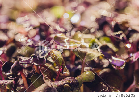 A close-up of radish microgreens, with purple and green leaves. 77865205