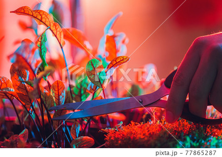 Men's hands cut the microgreens with scissors. Fresh juicy sprouts of radish at home. Vegan and healthy eating concept. Men's hands cut the microgreens with scissors. Fresh juicy sprouts of radish at home. Vegan and healthy eating concept. 77865287