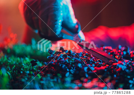 Men's hands cut the microgreens with scissors. Fresh juicy sprouts of radish at home. Vegan and healthy eating concept. Men's hands cut the microgreens with scissors. Fresh juicy sprouts of radish at home. Vegan and healthy eating concept. 77865288