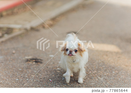 Cute fluffy white dog in the city. 77865644