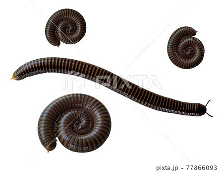 A photo of a millipede on a white background A photo of a millipede on a white background 77866093