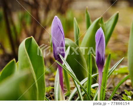 Crocus flowers primroses 77866154