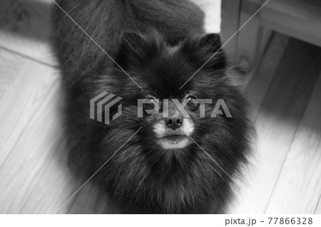 かわいい目で見上げるポメラニアン【白黒】の写真素材 [77866328] - PIXTA