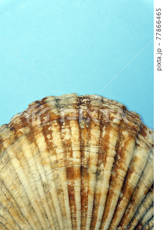 Ocean shell or seashell isolated on colored background. Shell texture, minimal concept Ocean shell or seashell isolated on colored background. Shell texture, minimal concept 77866465