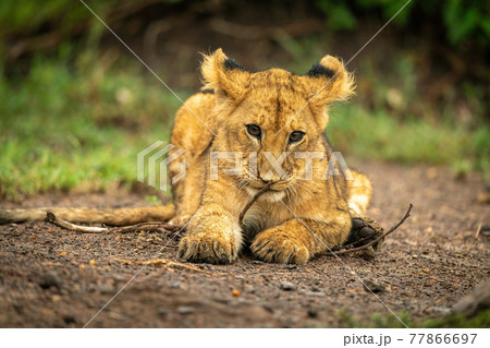 Close-up of lion cub lying with branch 77866697