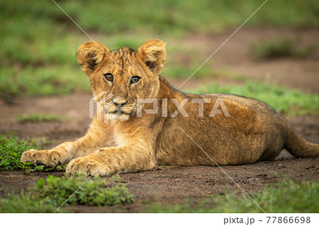 Close-up of lion cub lying watching camera Close-up of lion cub lying watching camera 77866698