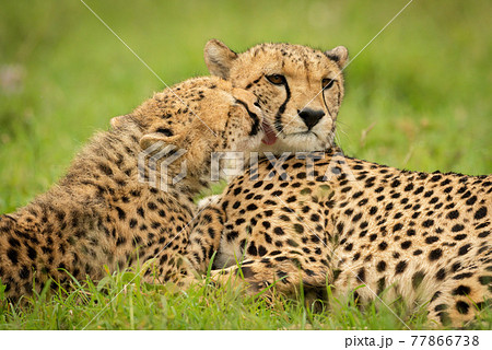 Close-up of cub grooming cheetah lying down 77866738