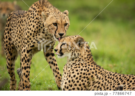 Close-up of cheetah standing licking one lying 77866747