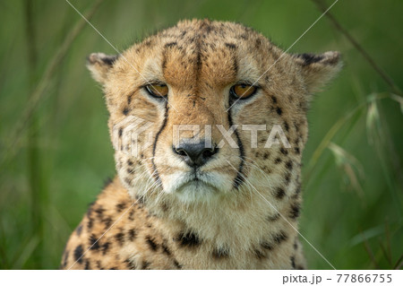 Close-up of cheetah sitting staring in grass 77866755
