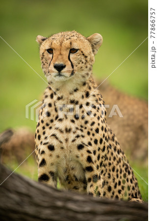 Close-up of cheetah sitting near fallen log 77866757