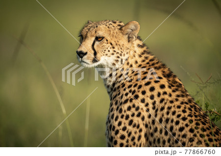 Close-up of cheetah sitting in tall grass 77866760