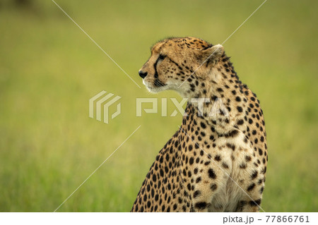 Close-up of cheetah sitting in blurred grass Close-up of cheetah sitting in blurred grass 77866761